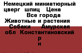 Немецкий миниатюрный(цверг) шпиц › Цена ­ 50 000 - Все города Животные и растения » Собаки   . Амурская обл.,Константиновский р-н